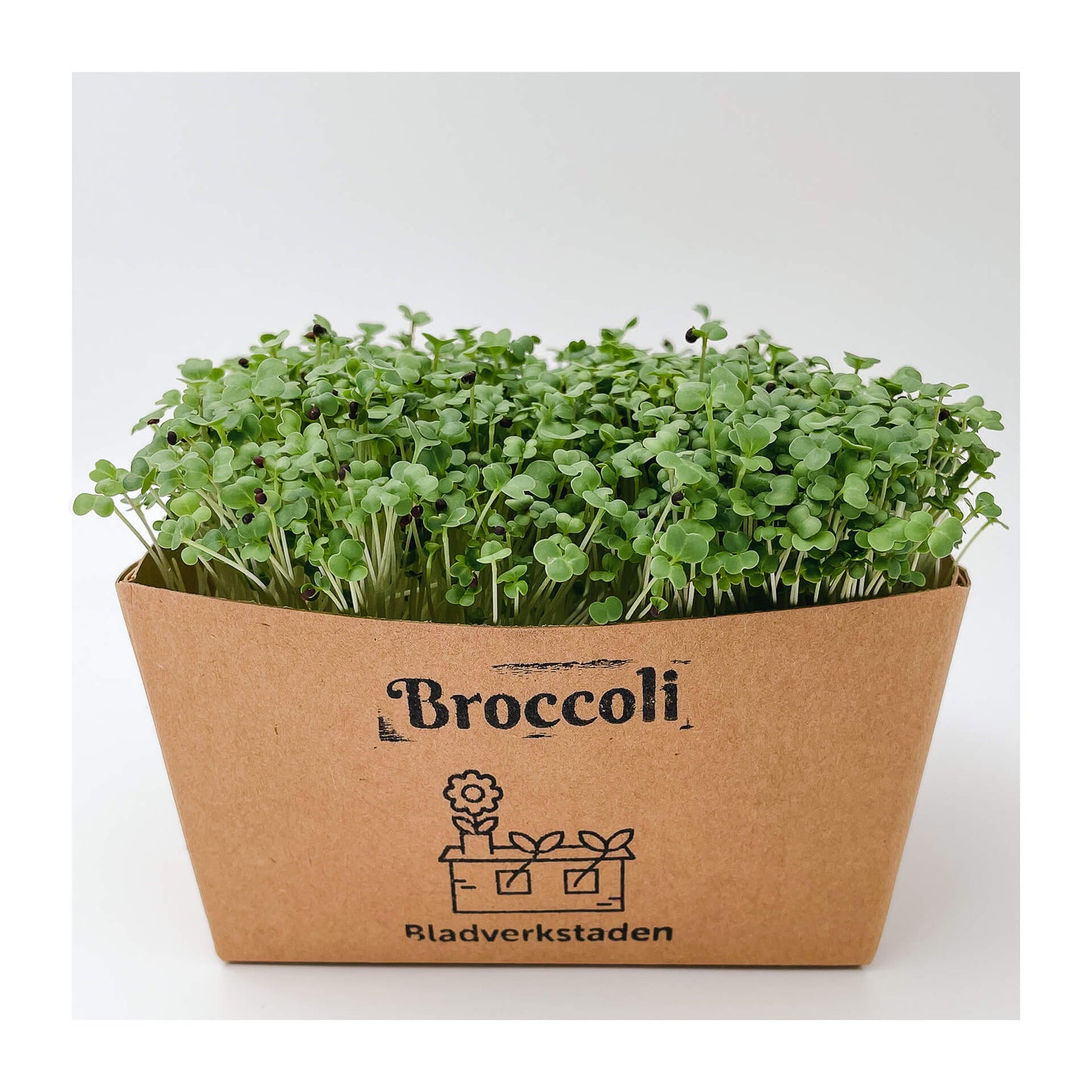 Broccoli - Mikrogrönt (Brassica oleracea var. cymosa)
