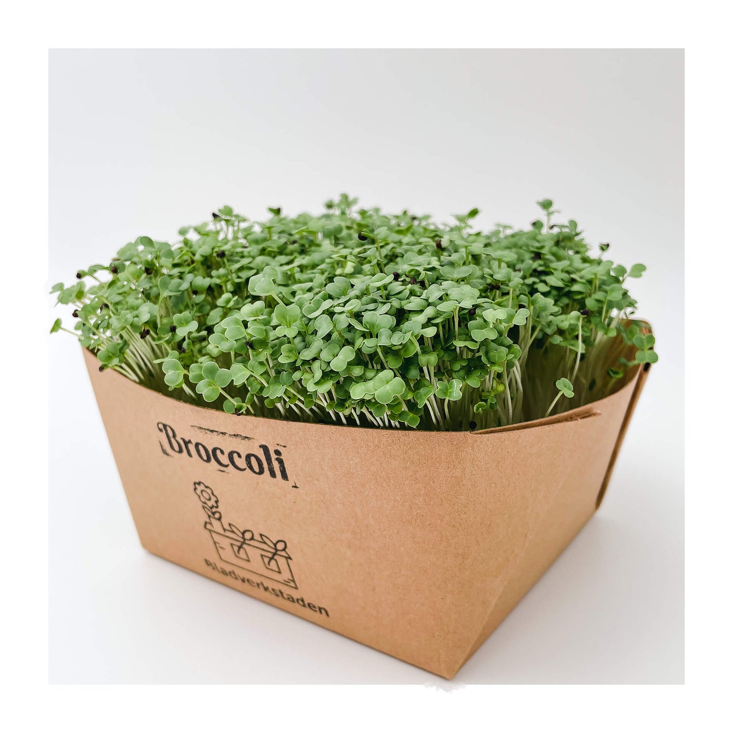 Broccoli - Mikrogrönt (Brassica oleracea var. cymosa)