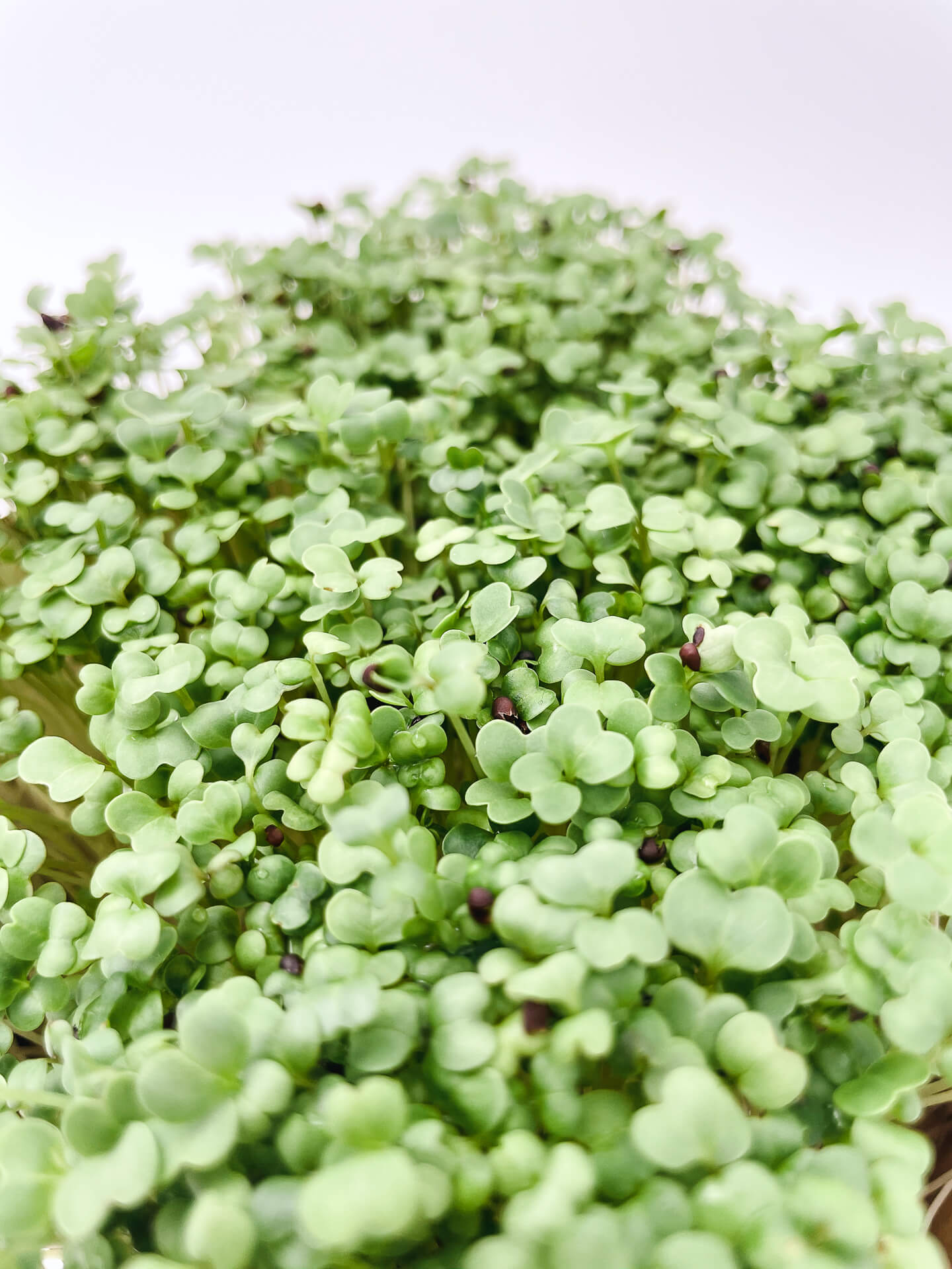 Broccoli - Mikrogrönt (Brassica oleracea var. cymosa)