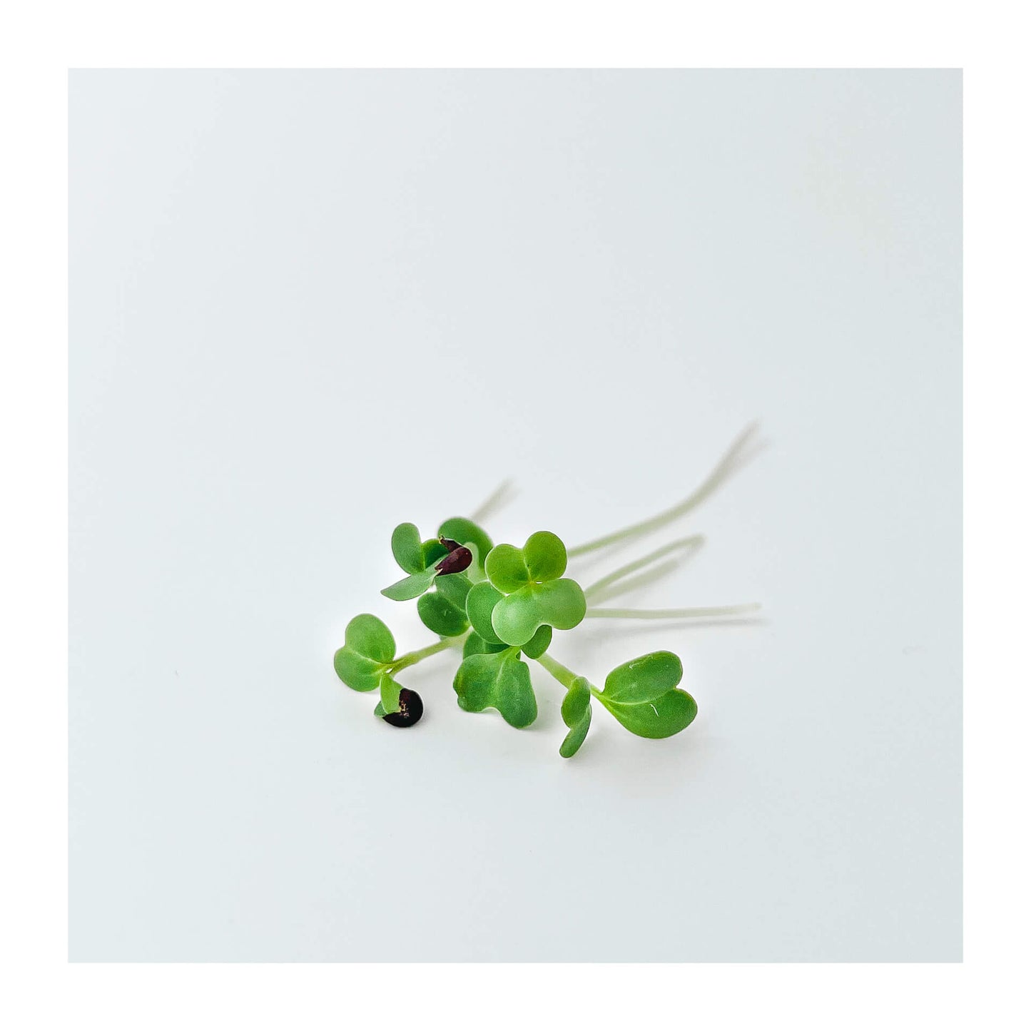 Broccoli - Mikrogrönt (Brassica oleracea var. cymosa)