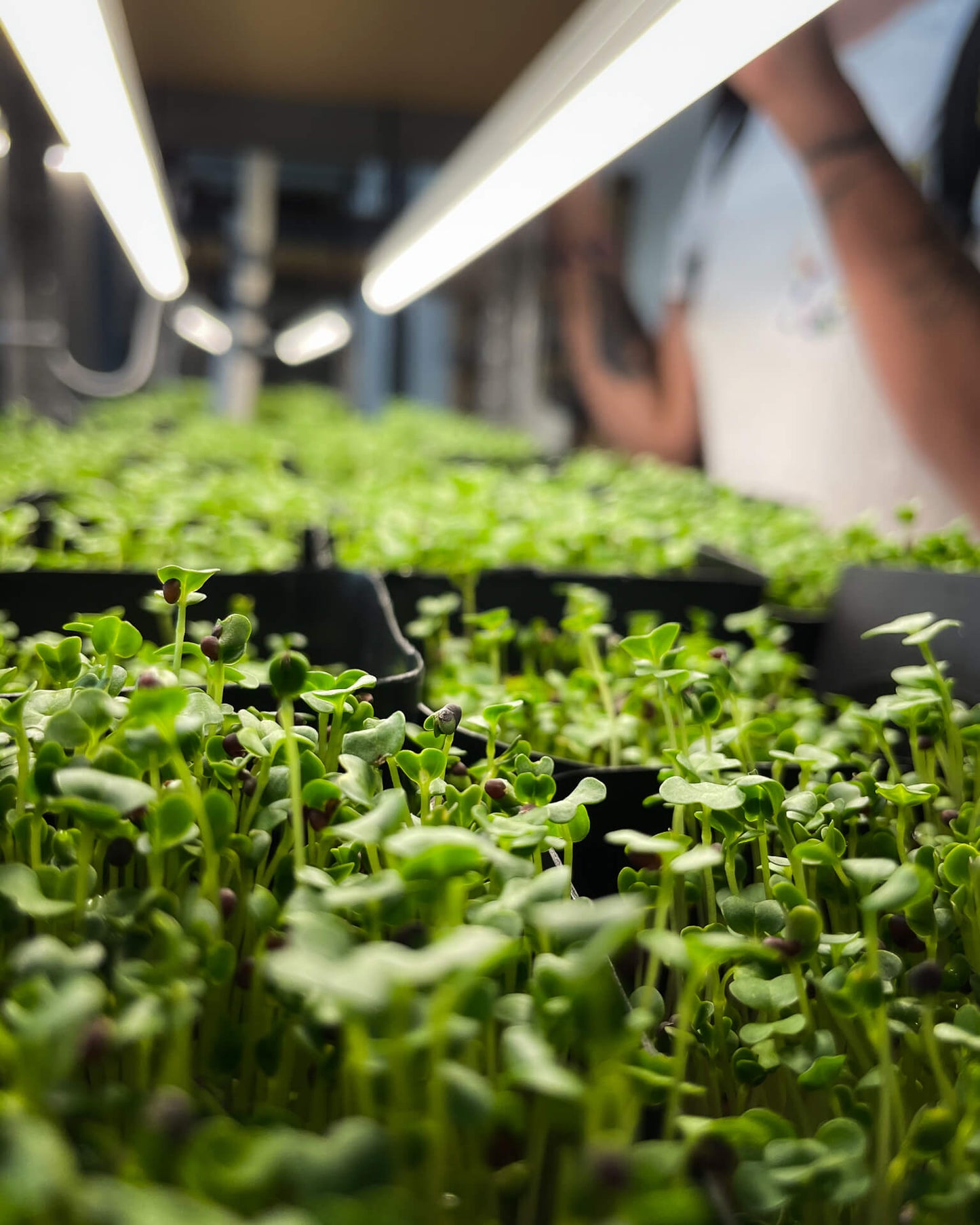 Broccoli - Mikrogrönt (Brassica oleracea var. cymosa)