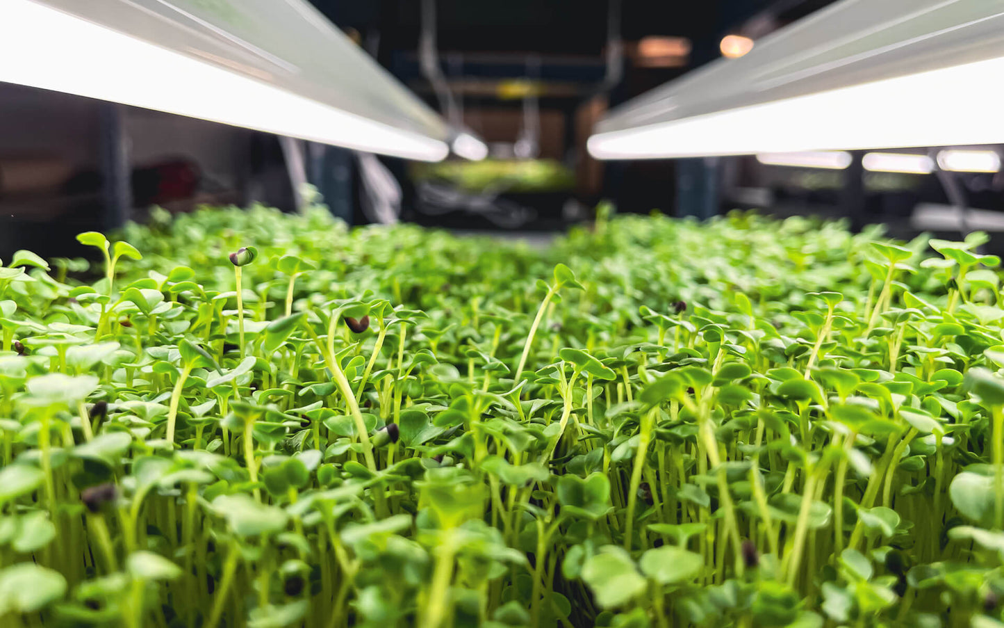 Broccoli - Mikrogrönt (Brassica oleracea var. cymosa)
