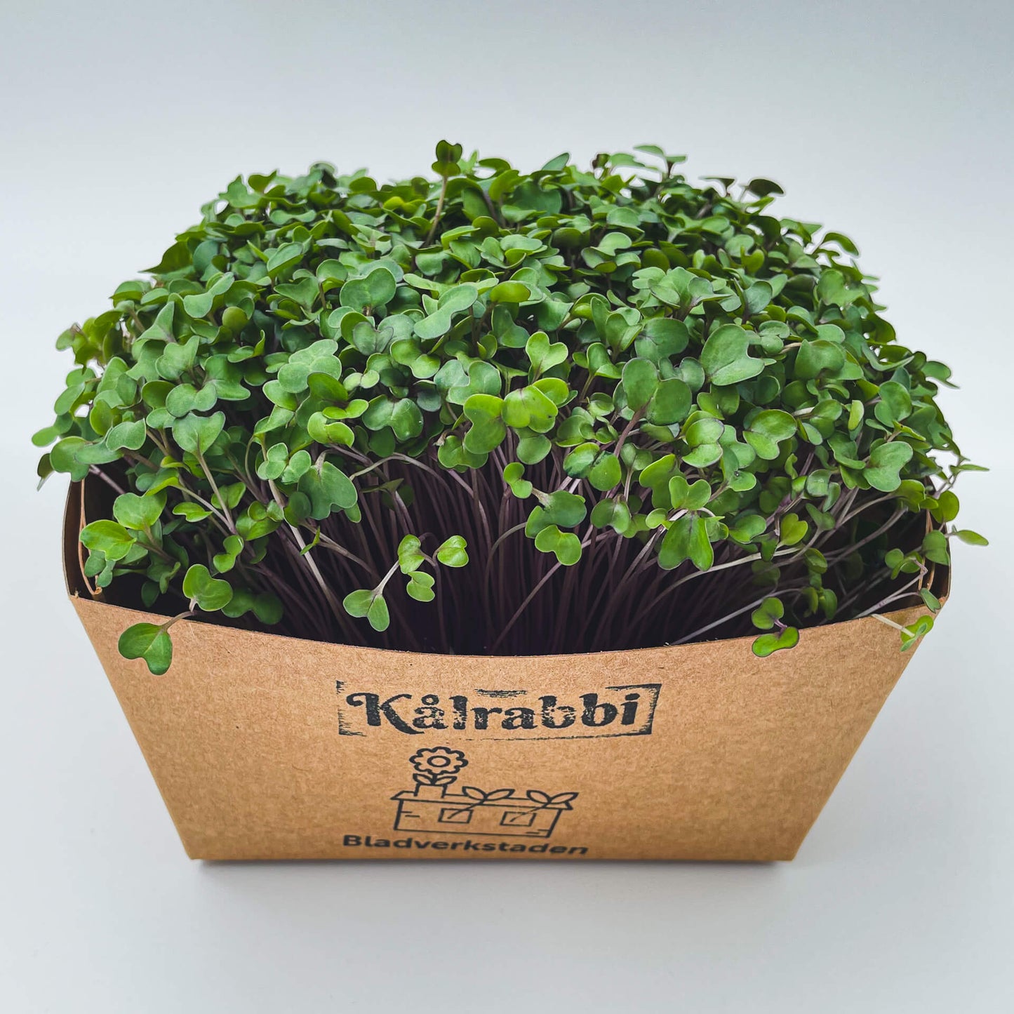 Kålrabbi - Mikrogrönt (Brassica oleracea Gongylodes group)