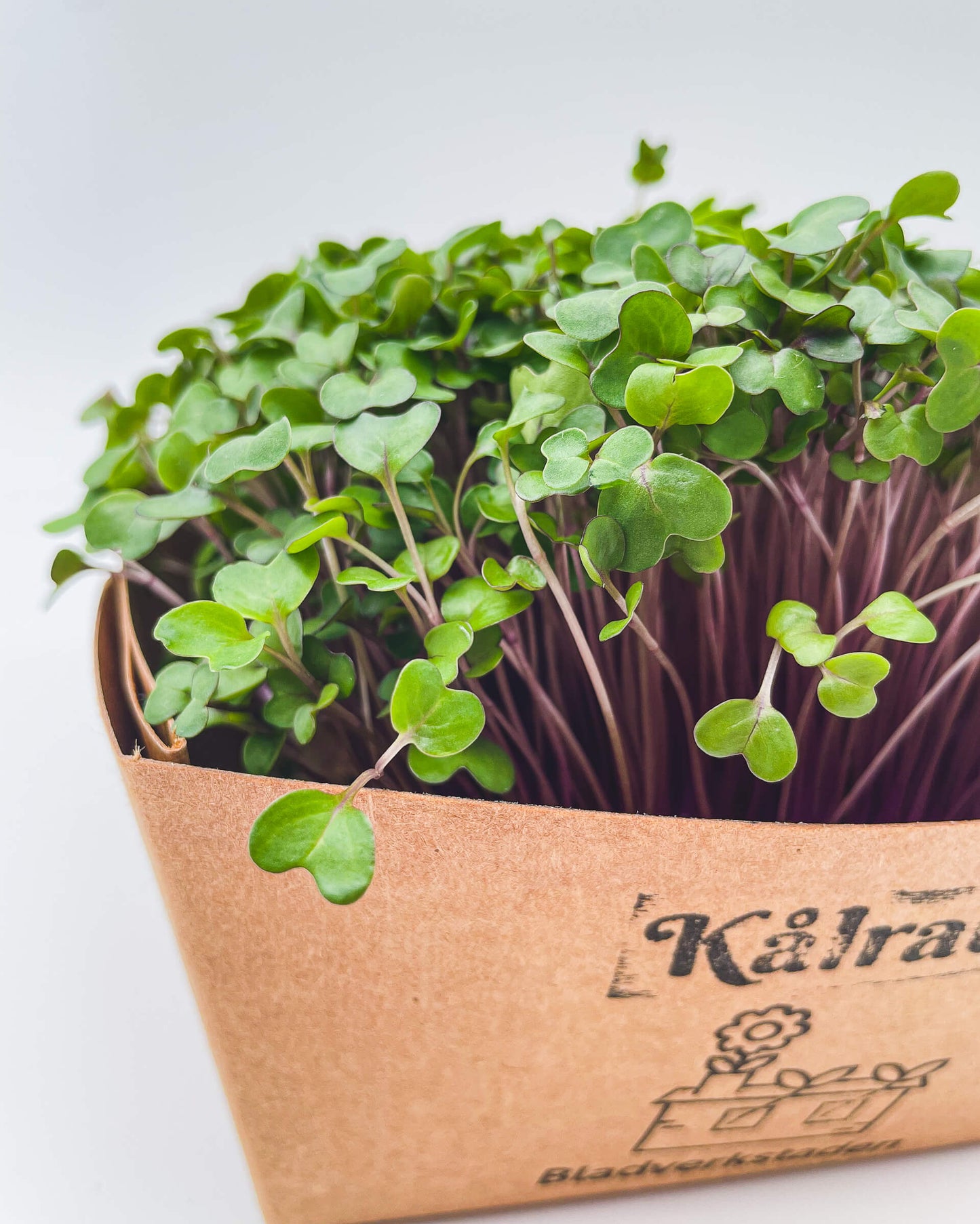 Kålrabbi - Mikrogrönt (Brassica oleracea Gongylodes group)