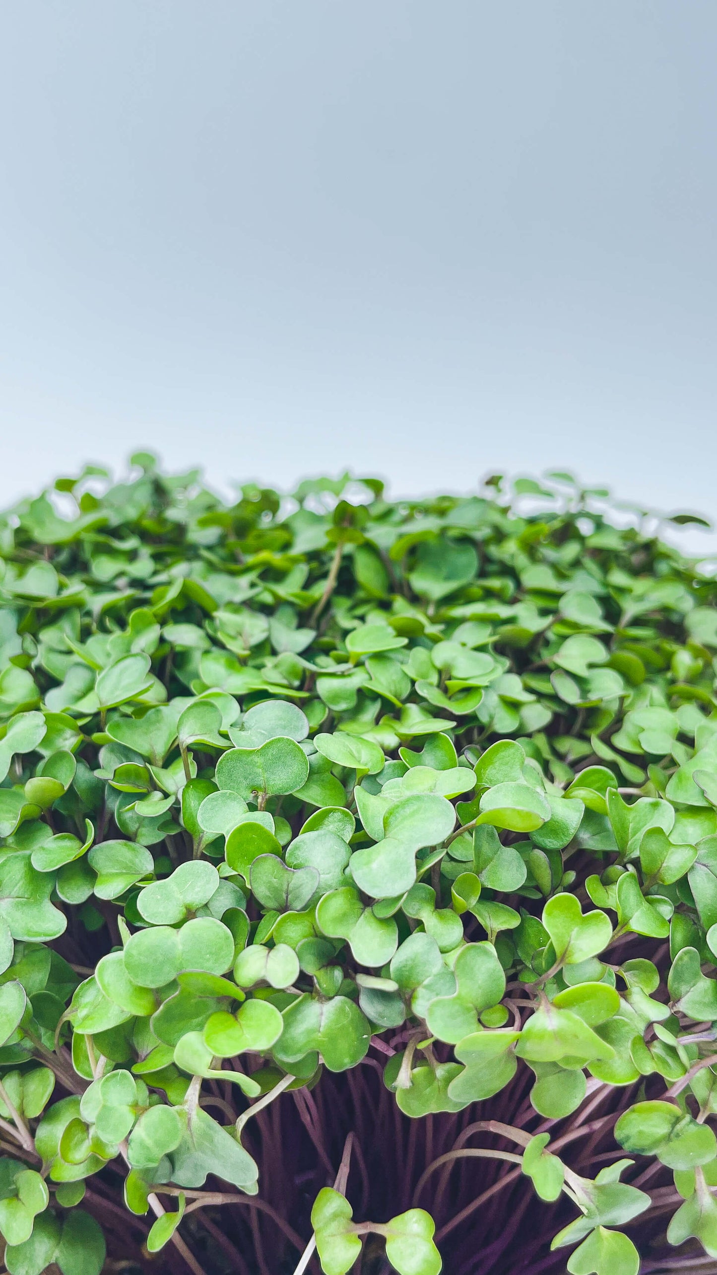 Kålrabbi - Mikrogrönt (Brassica oleracea Gongylodes group)