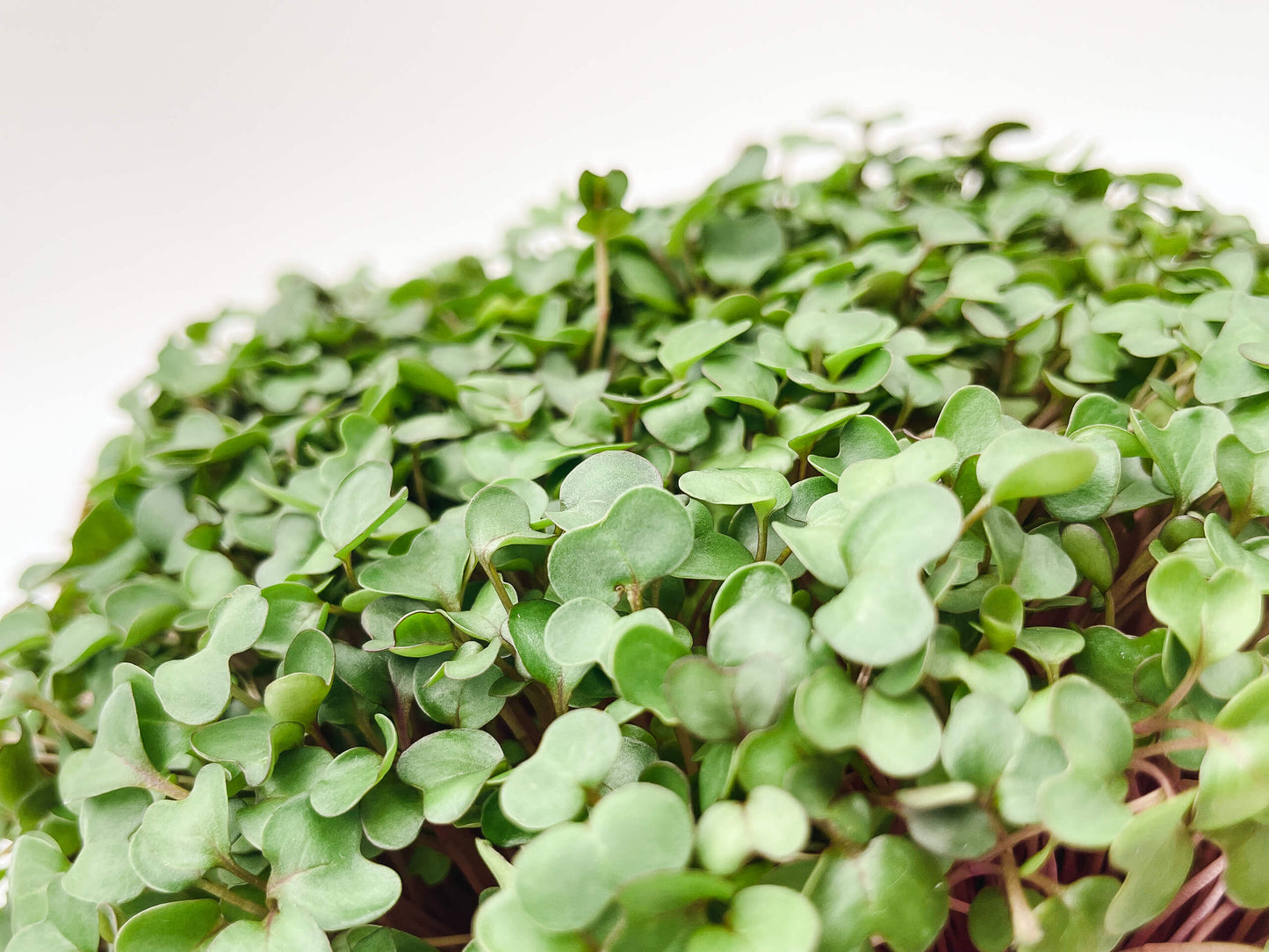 Kålrabbi - Mikrogrönt (Brassica oleracea Gongylodes group)