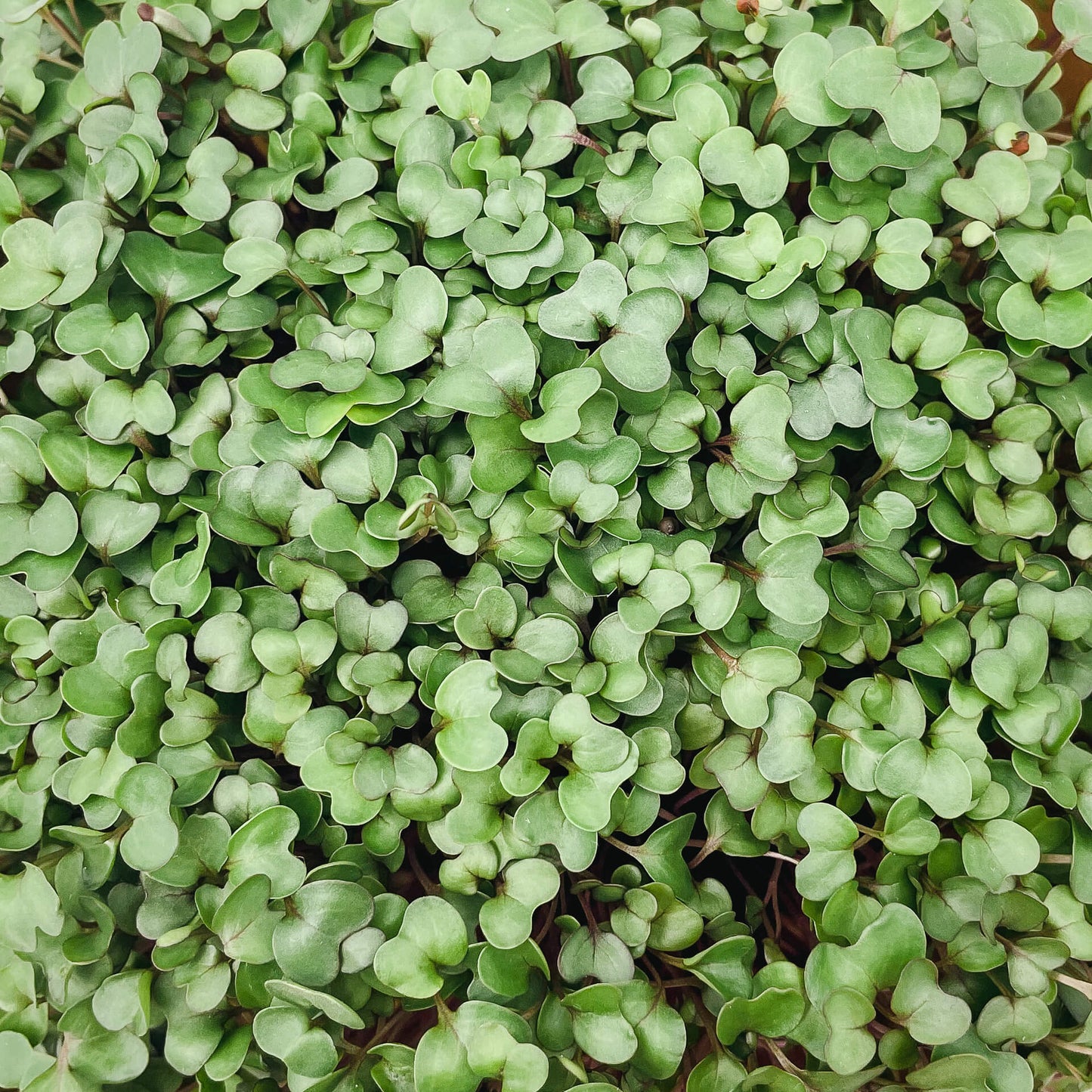 Kålrabbi - Mikrogrönt (Brassica oleracea Gongylodes group)