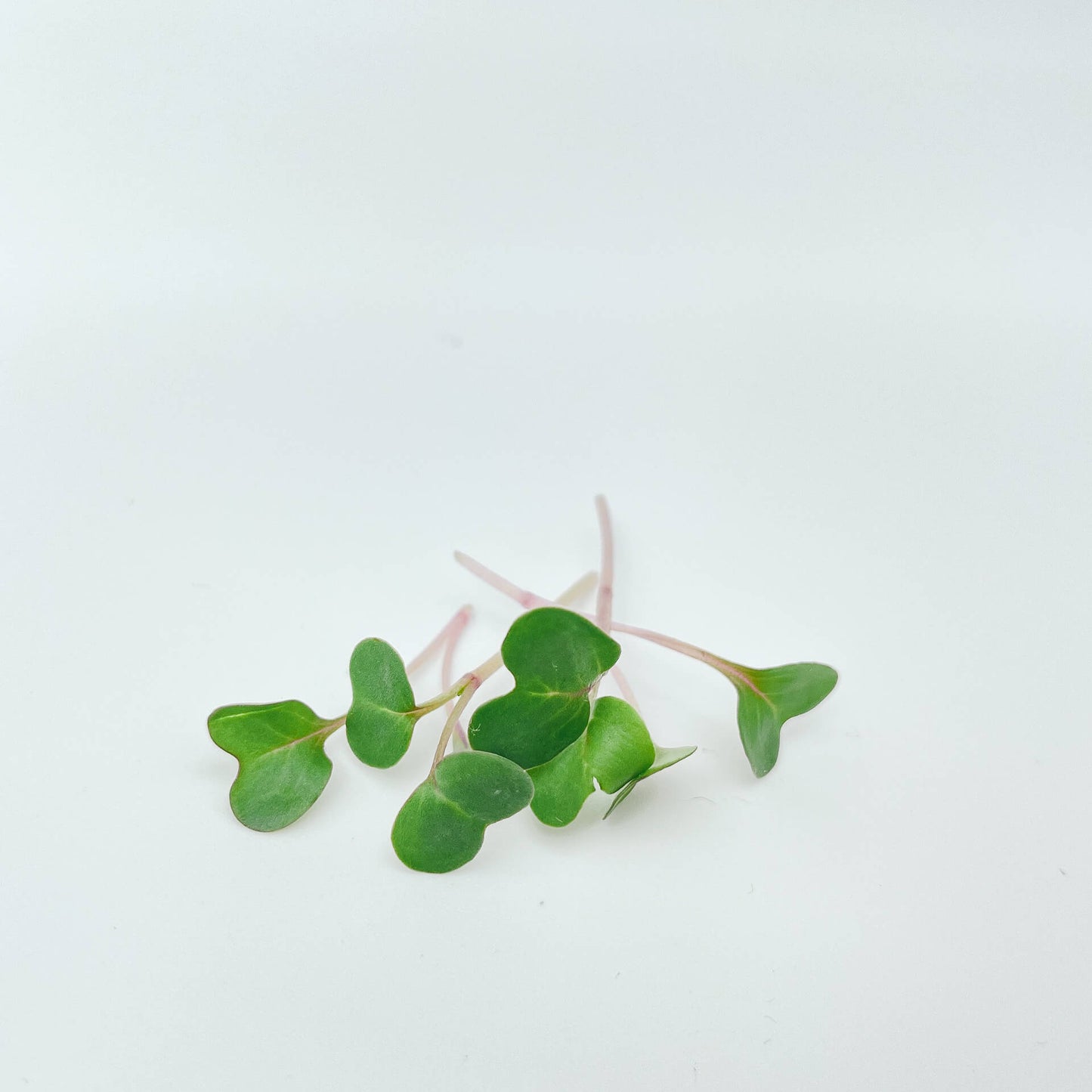 Kålrabbi - Mikrogrönt (Brassica oleracea Gongylodes group)