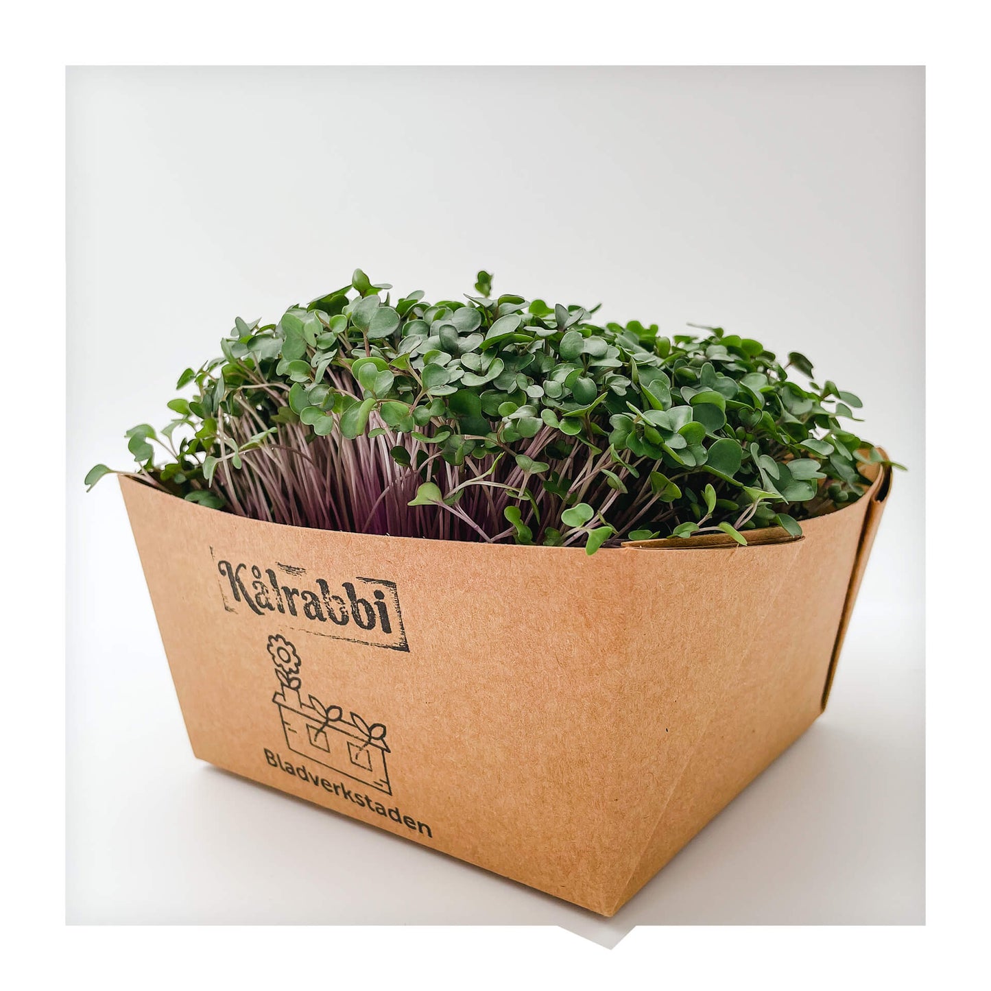 Kålrabbi - Mikrogrönt (Brassica oleracea Gongylodes group)