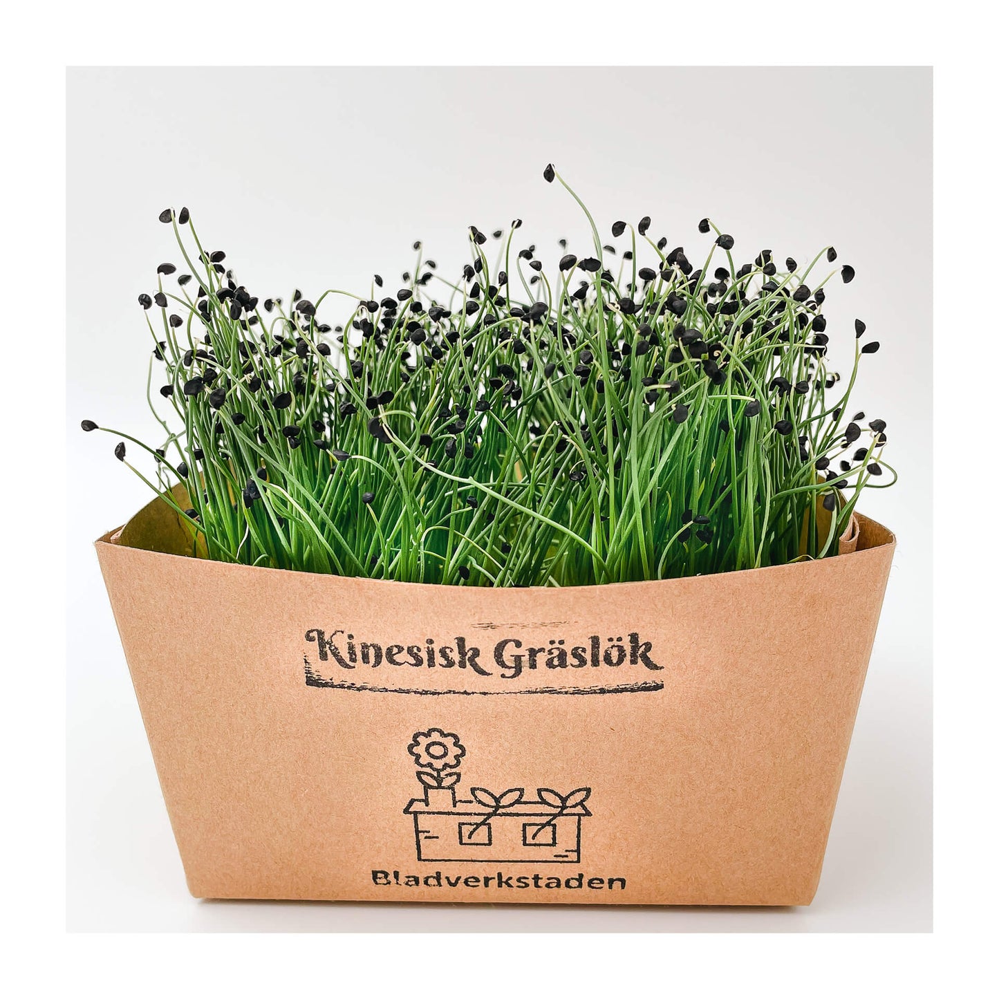 Purjolök - Mikrogrönt (Allium porrum)