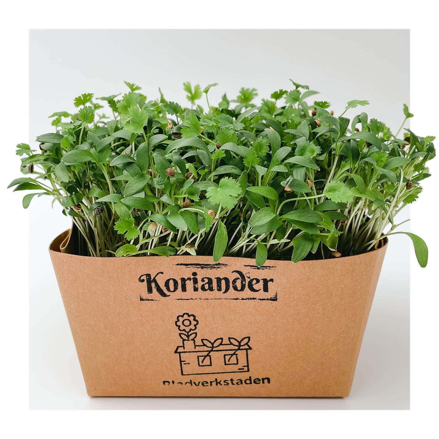 Koriander - Mikrogrönt (Coriandrum sativum)