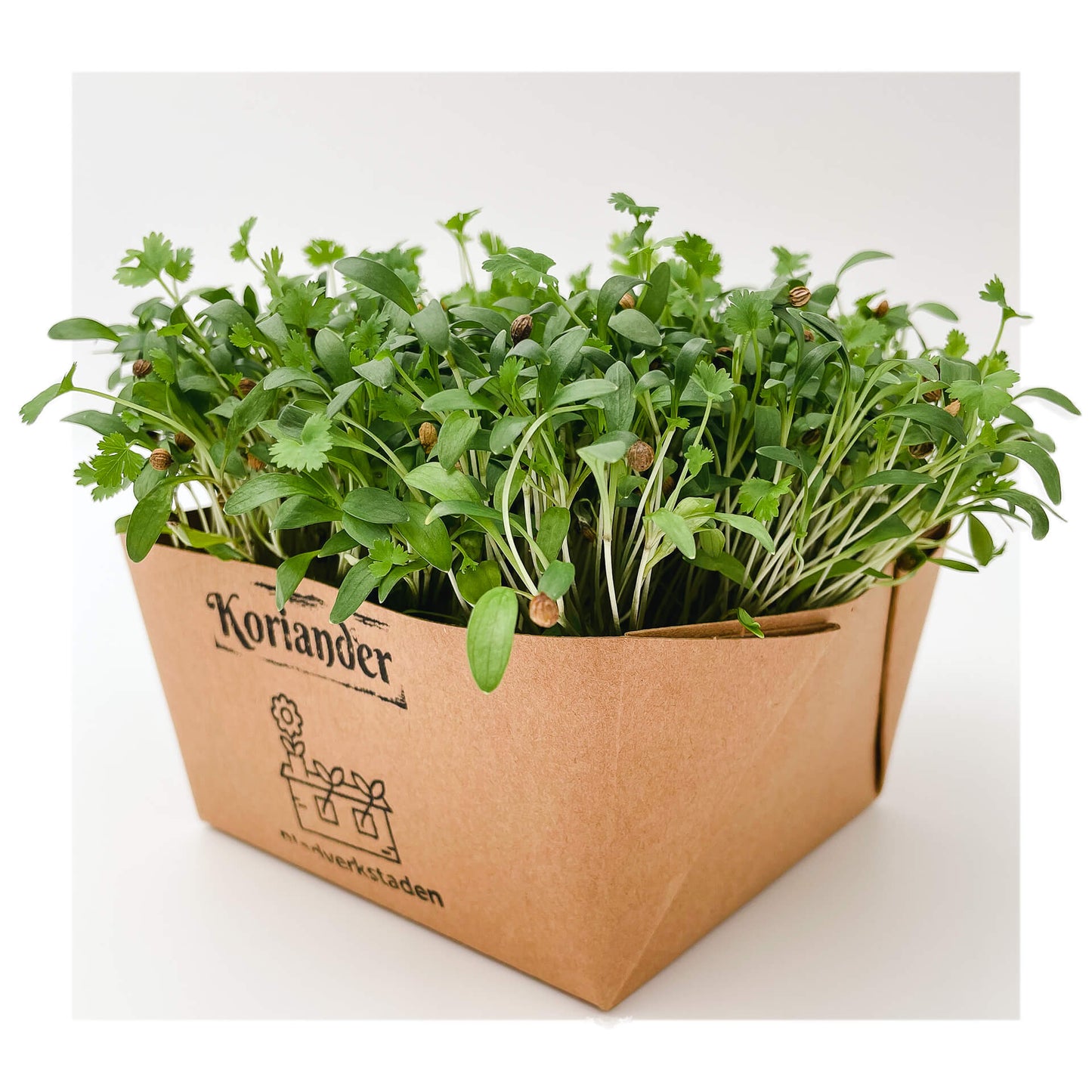 Koriander - Mikrogrönt (Coriandrum sativum)