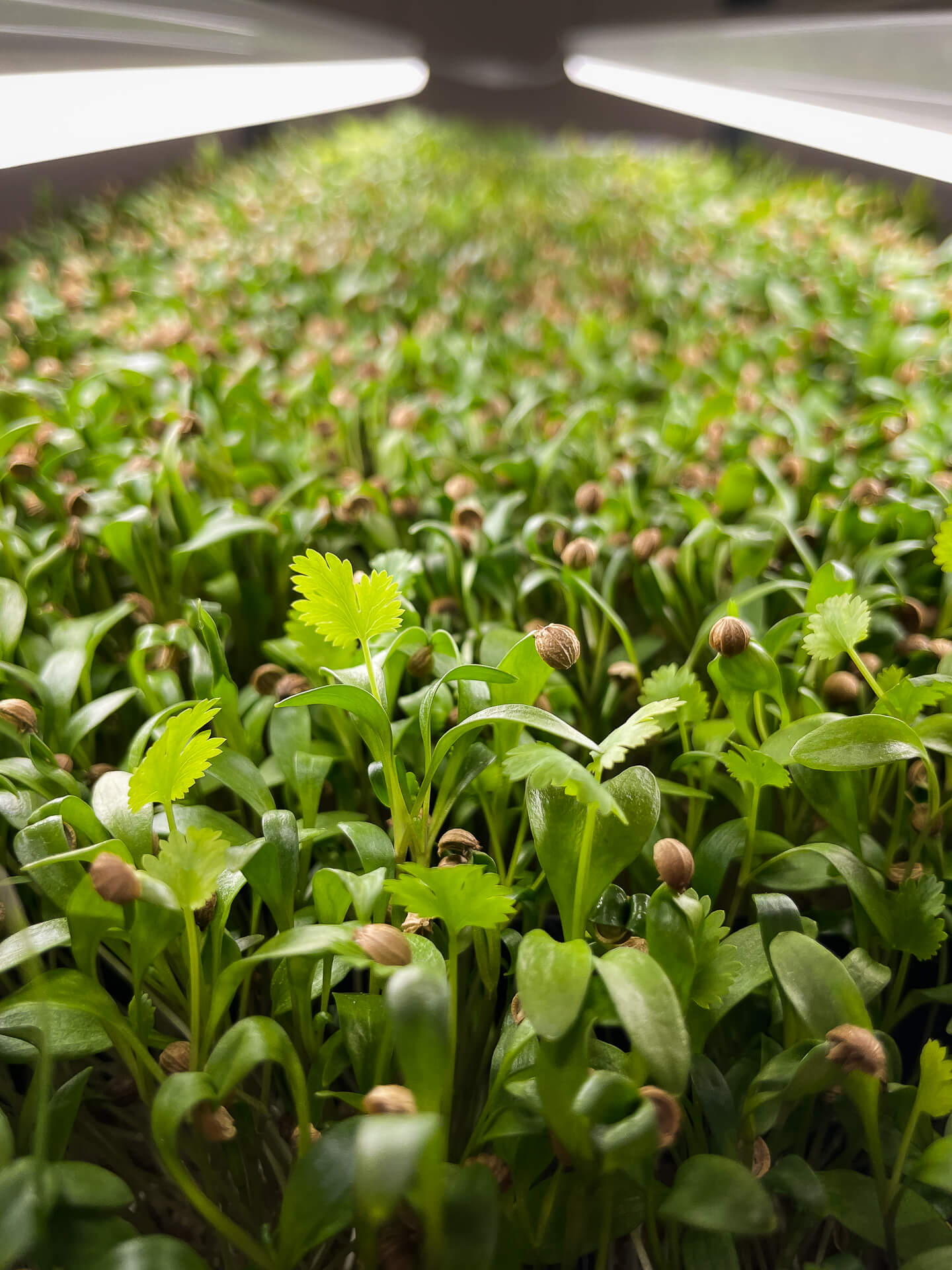 Koriander - Mikrogrönt (Coriandrum sativum)