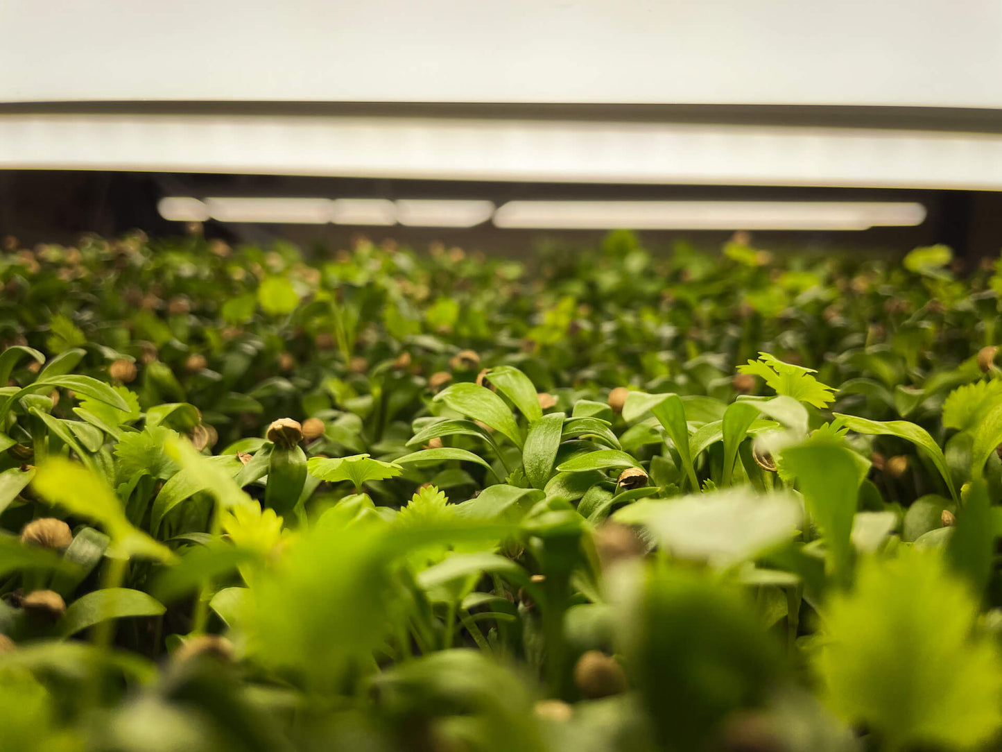 Koriander - Mikrogrönt (Coriandrum sativum)