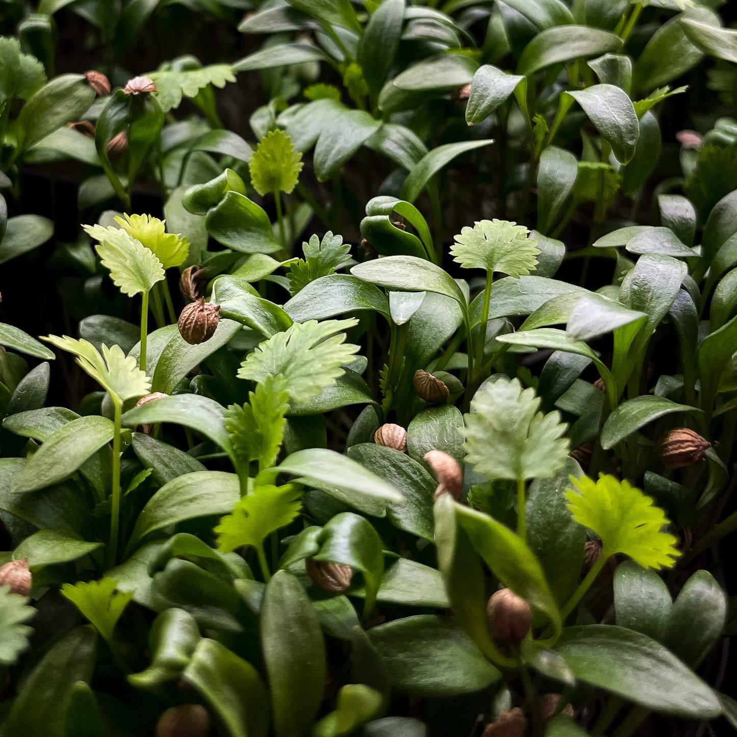 Koriander - Mikrogrönt (Coriandrum sativum)