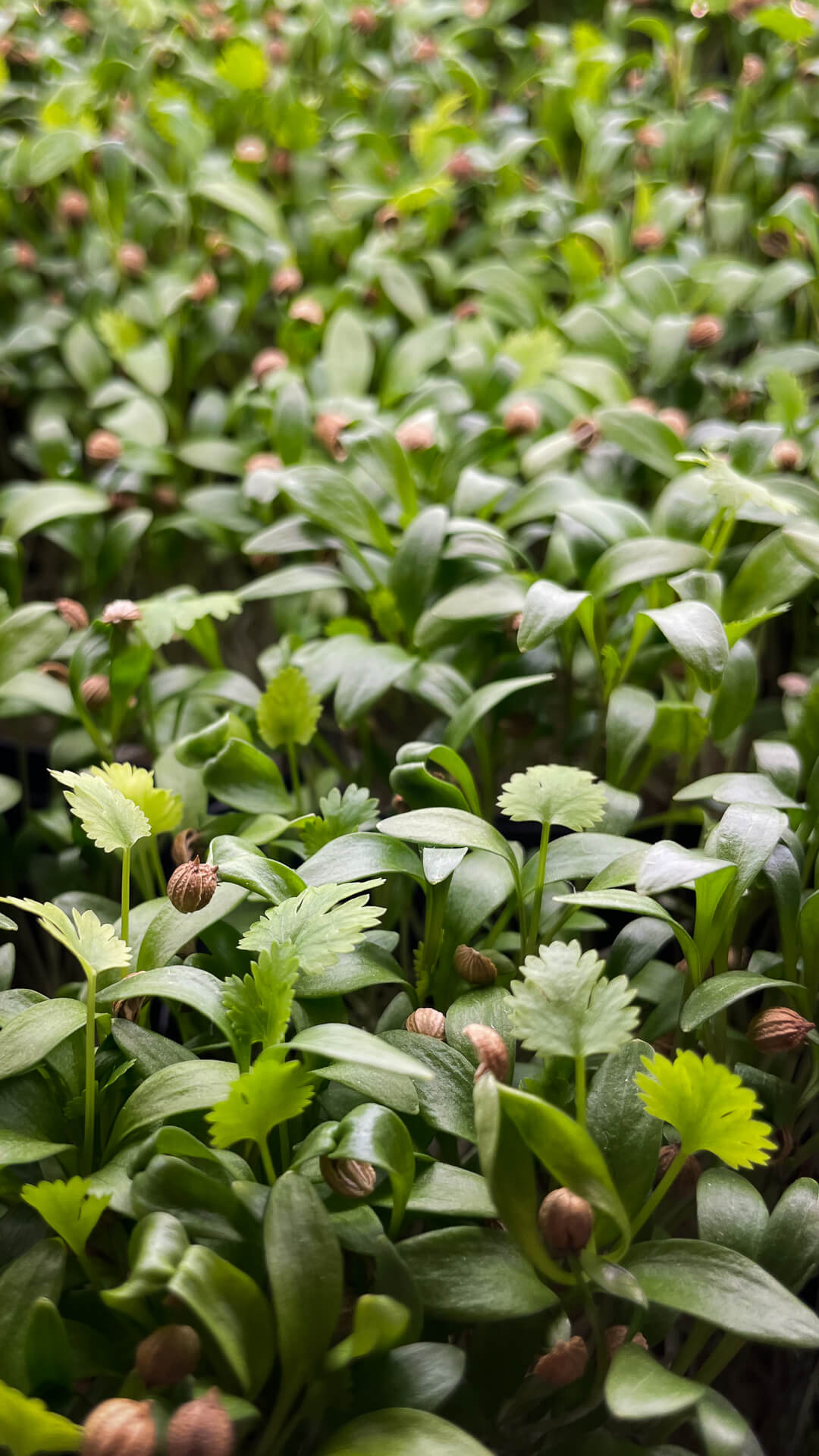 Koriander - Mikrogrönt (Coriandrum sativum)