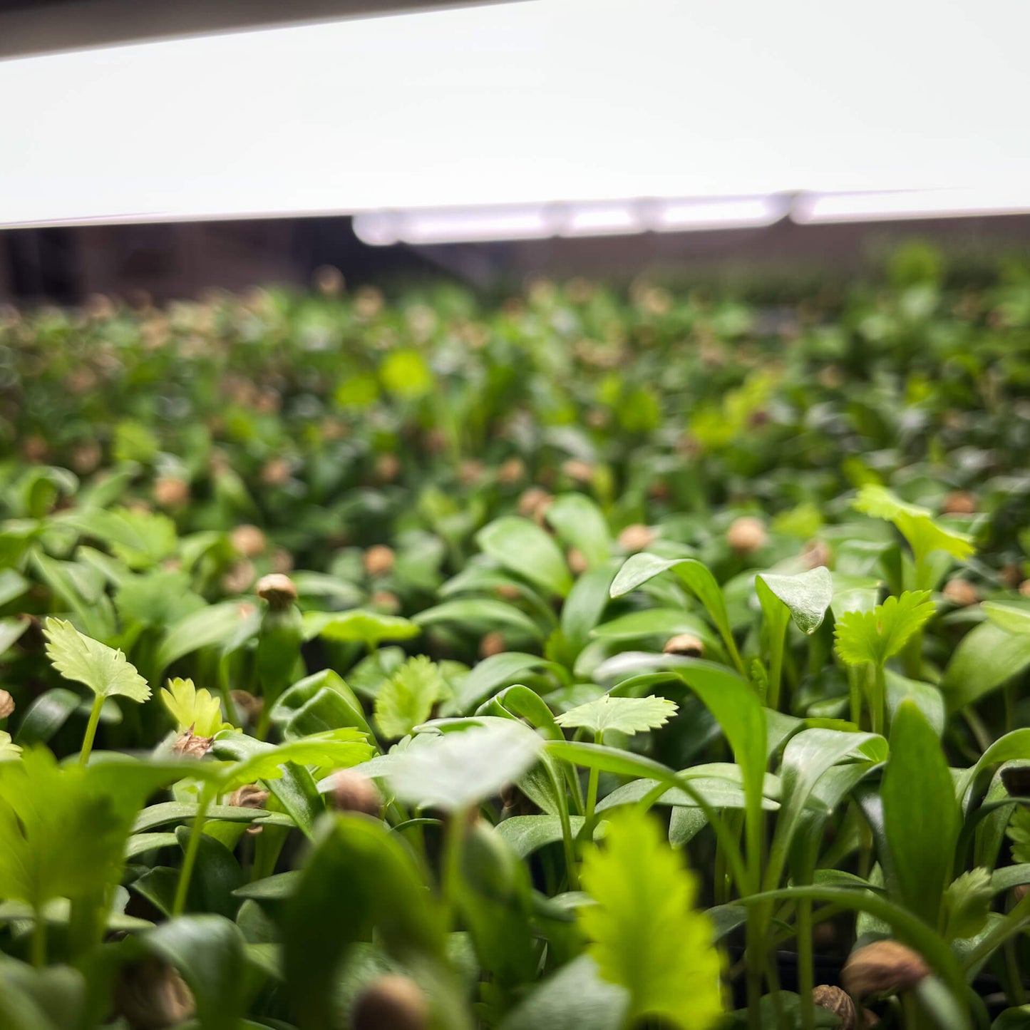 Koriander - Mikrogrönt (Coriandrum sativum)