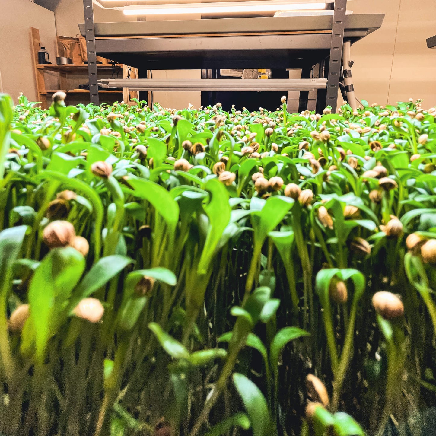 Koriander - Mikrogrönt (Coriandrum sativum)