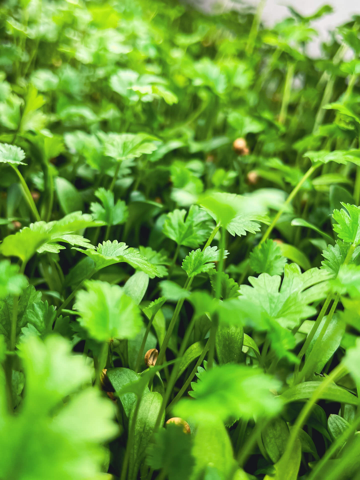 Koriander - Mikrogrönt (Coriandrum sativum)