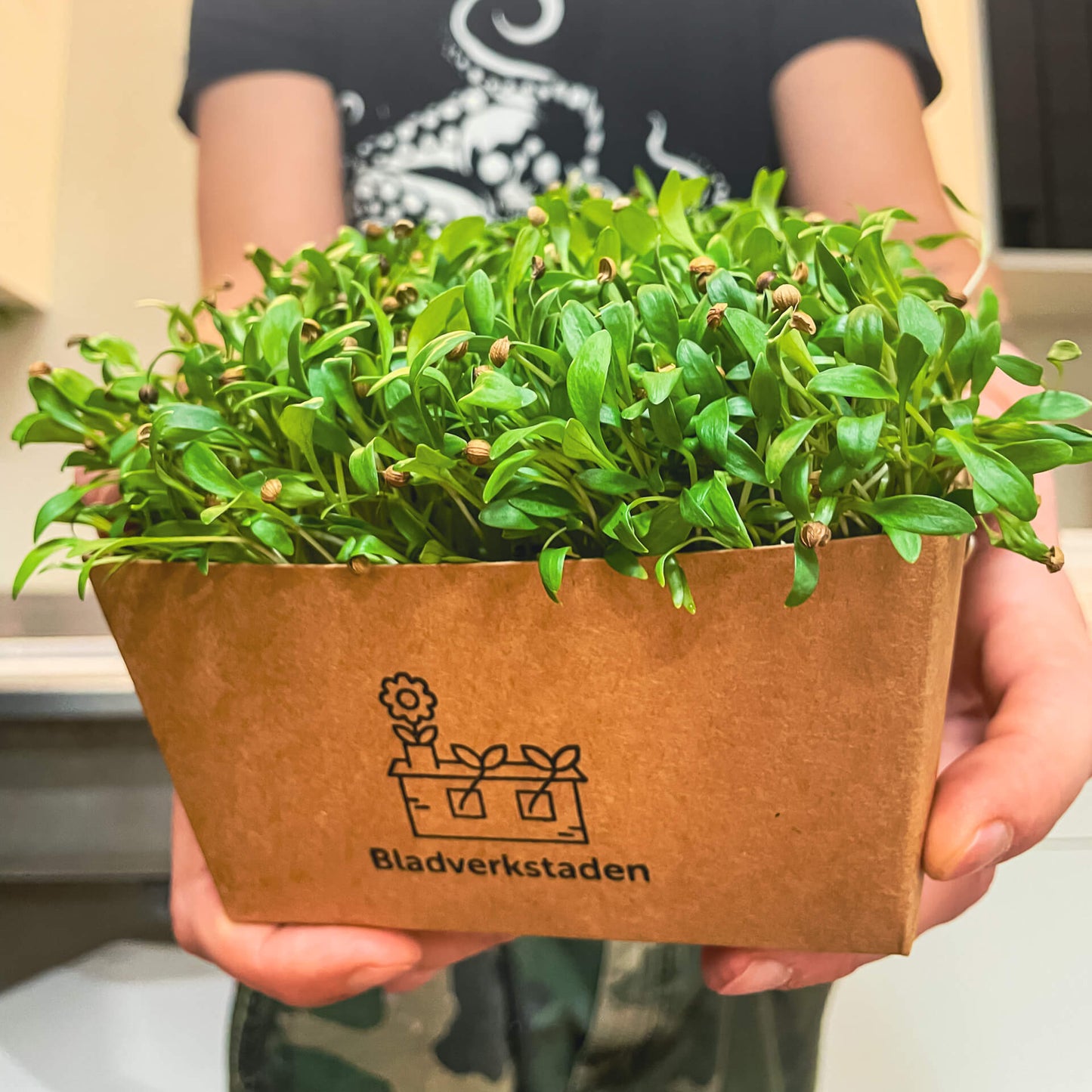 Koriander - Mikrogrönt (Coriandrum sativum)