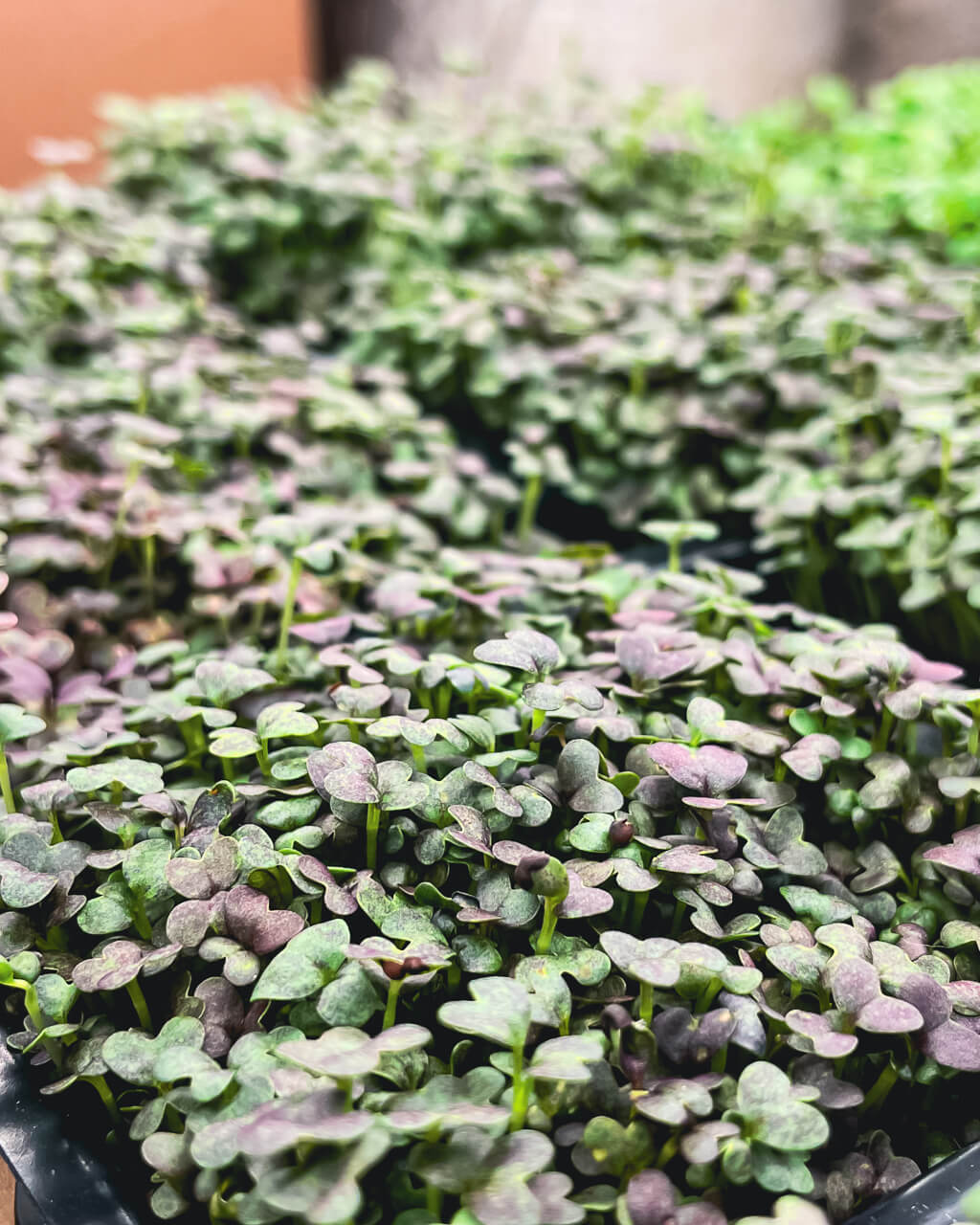 Mizuna - Mikrogrönt (Brassica rapa var. niposinica)