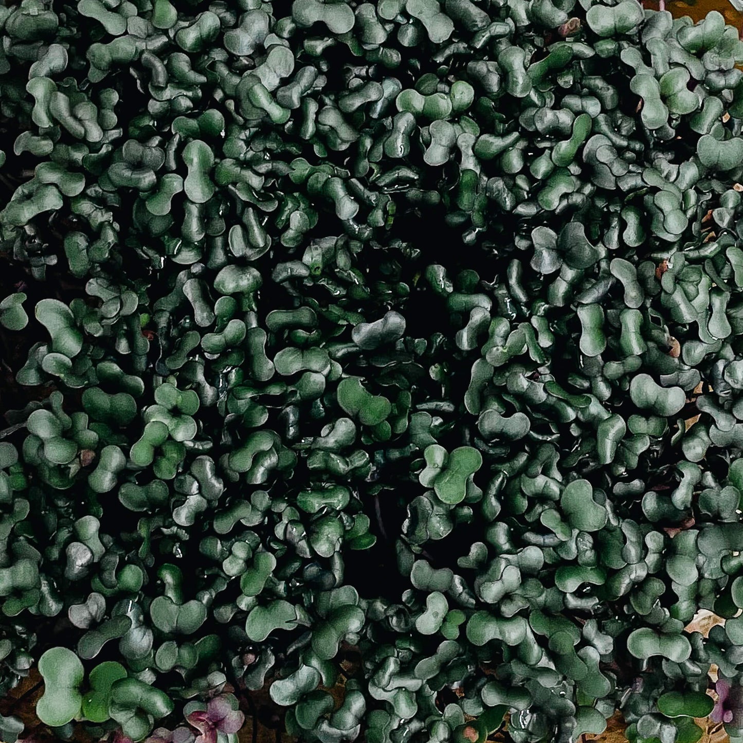 Rödkål - Mikrogrönt (Brassica oleracea var. capitata f. rubra)