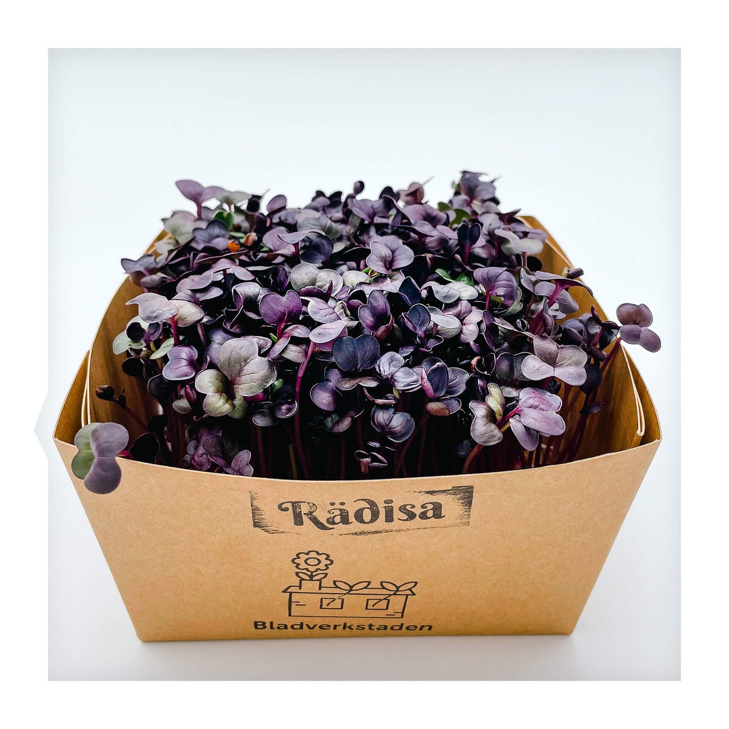 Rädisa - Red Rambo - Mikrogrönt (Raphanus sativus)