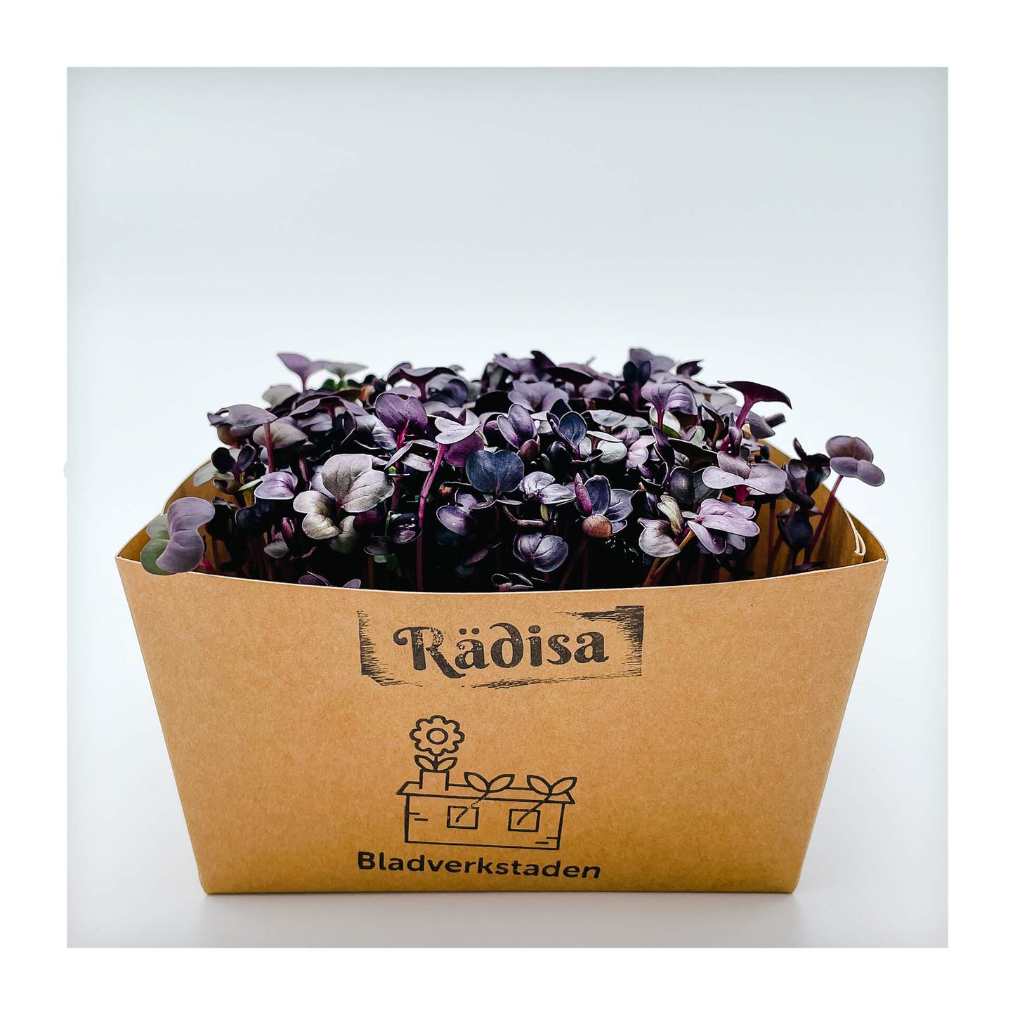 Rädisa - Red Rambo - Mikrogrönt (Raphanus sativus)