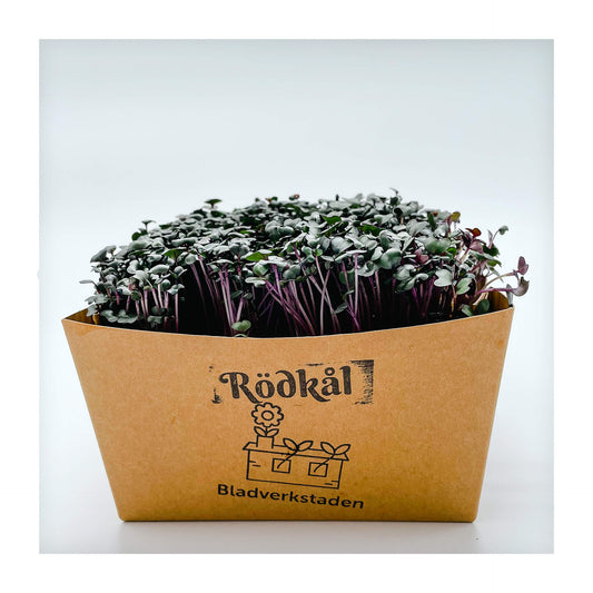 Rödkål - Mikrogrönt (Brassica oleracea var. capitata f. rubra)