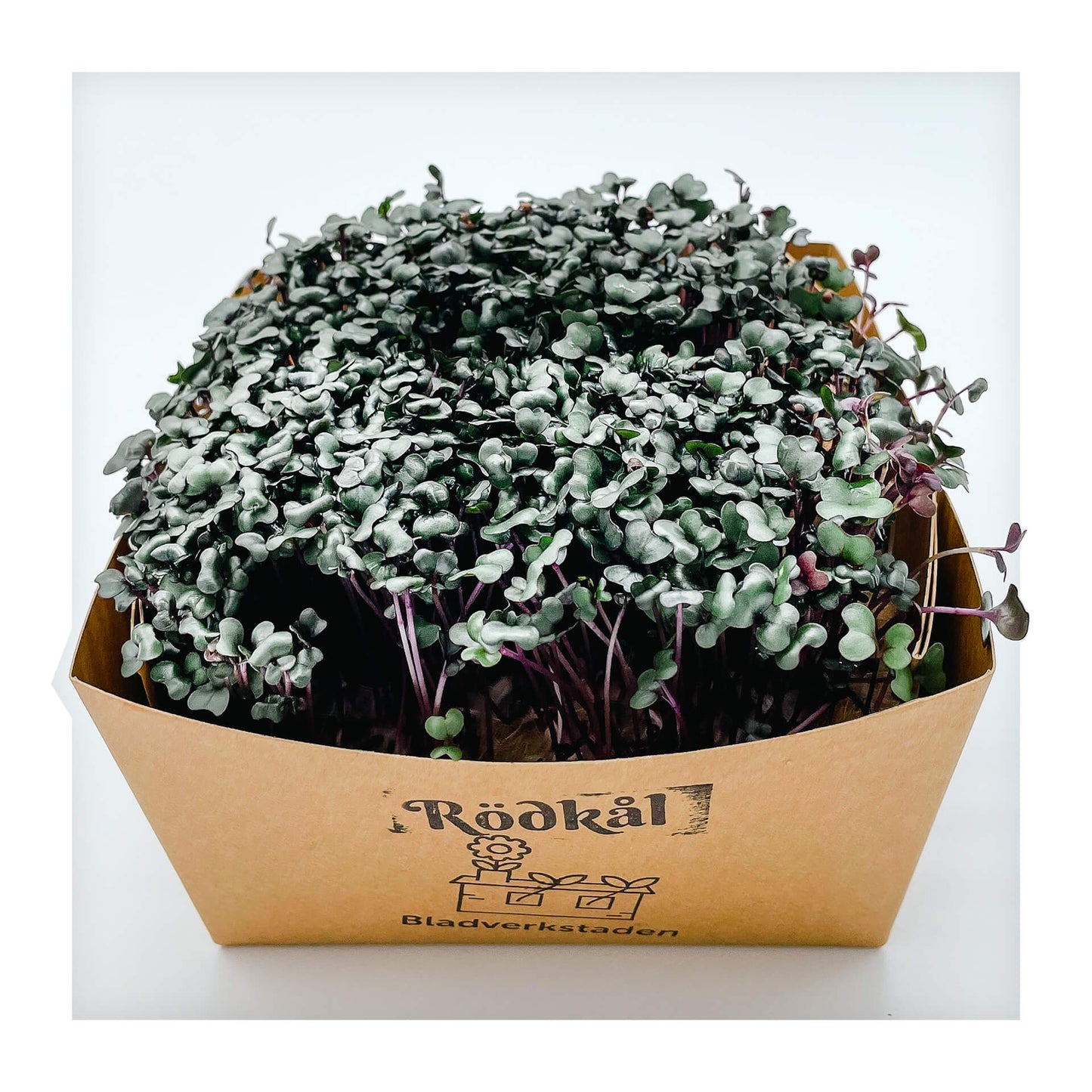 Rödkål - Mikrogrönt (Brassica oleracea var. capitata f. rubra)