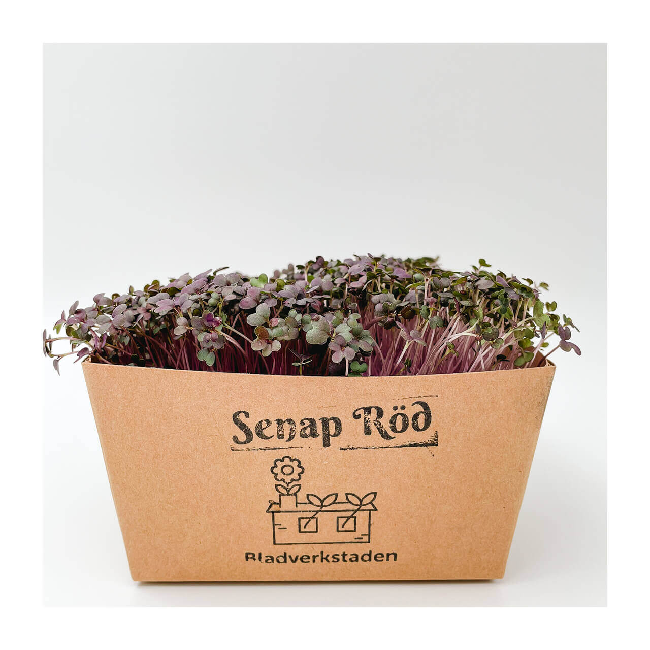 Senap Röd - Mikrogrönt (Brassica juncea)