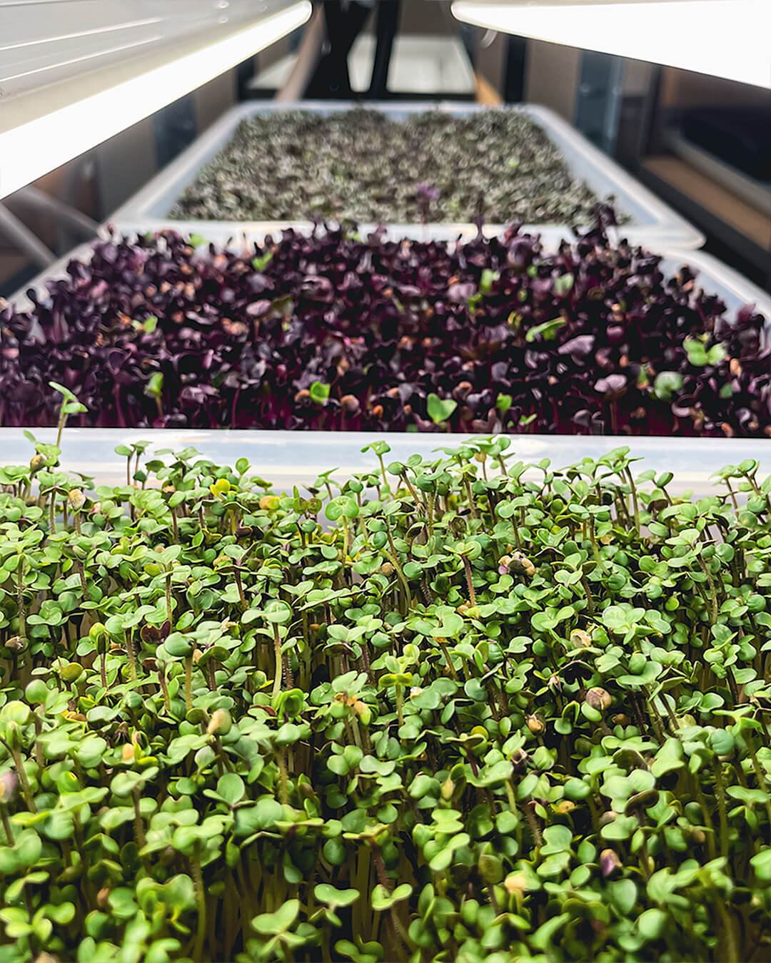 Senap Vit - Mikrogrönt (Sinapis alba)