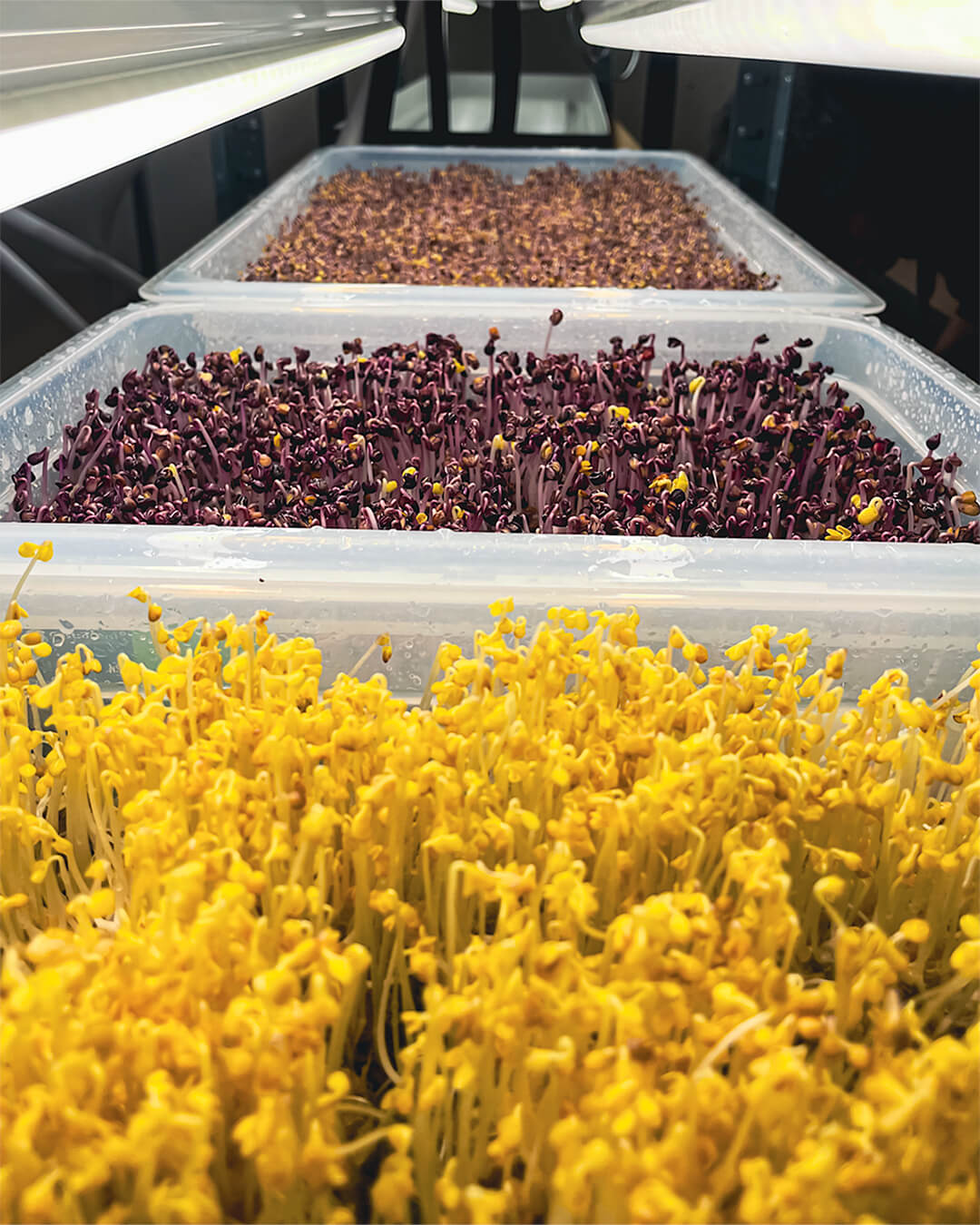 Senap Vit - Mikrogrönt (Sinapis alba)