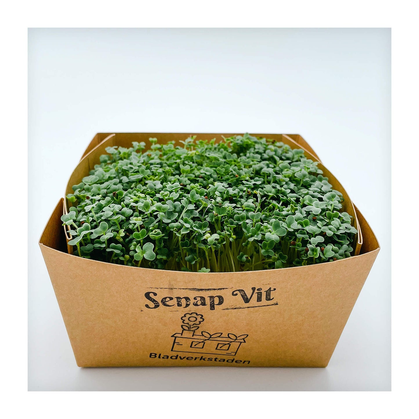 Senap Vit - Mikrogrönt (Sinapis alba)