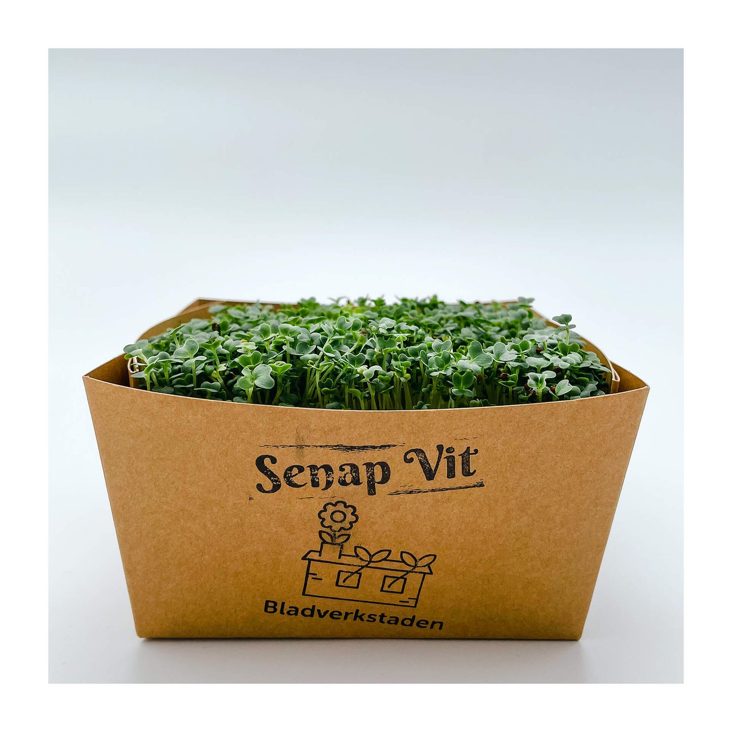 Senap Vit - Mikrogrönt (Sinapis alba)