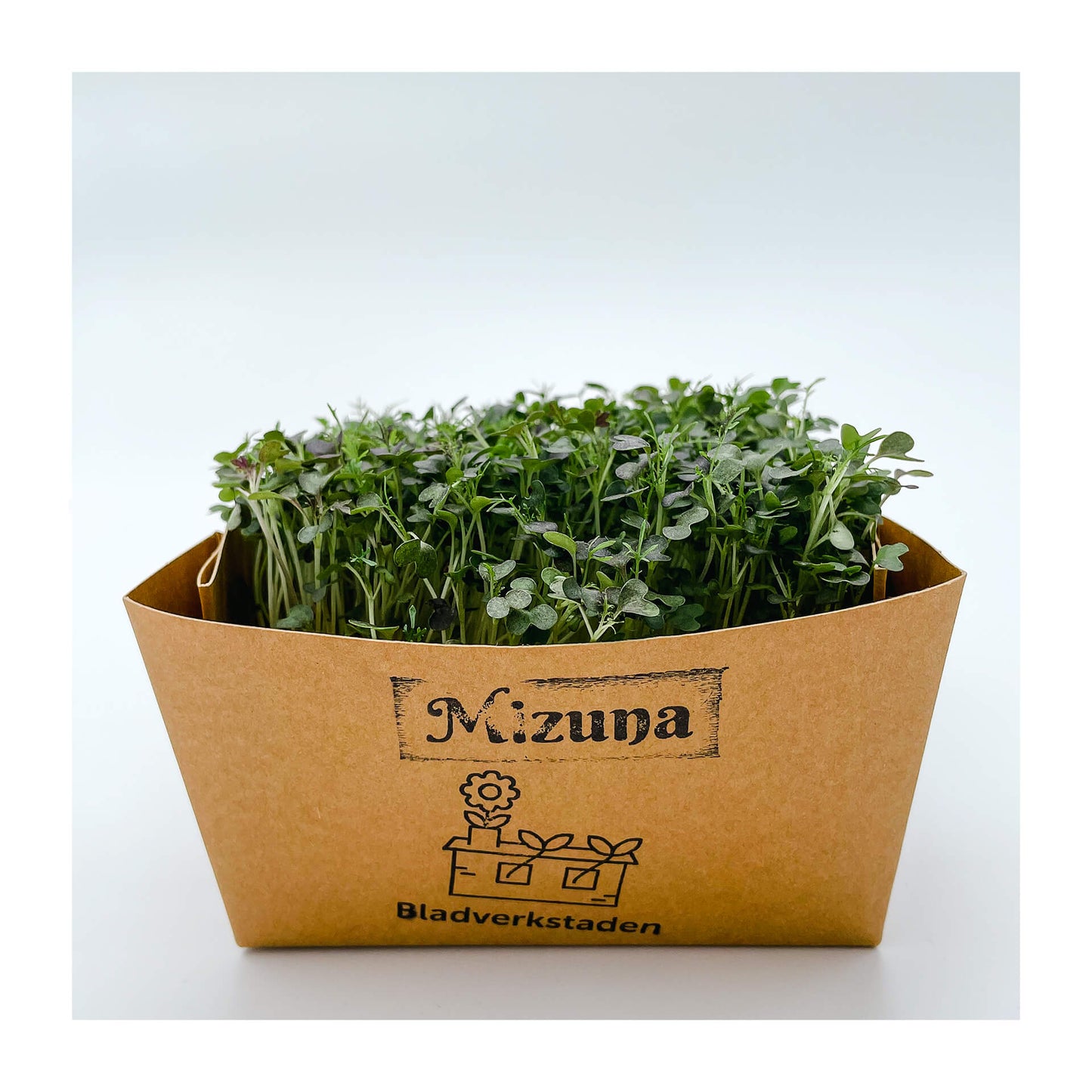 Mizuna - Mikrogrönt (Brassica rapa var. niposinica)