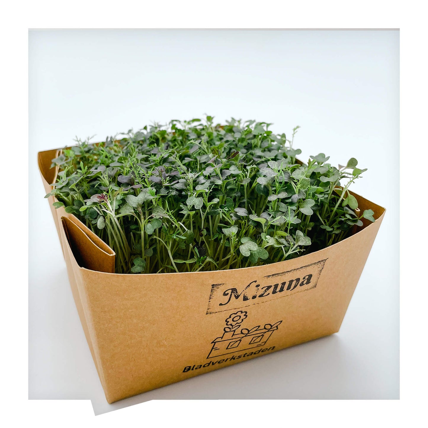 Mizuna - Mikrogrönt (Brassica rapa var. niposinica)